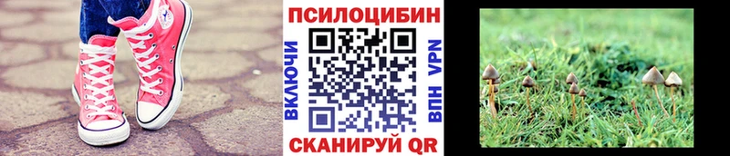Псилоцибиновые грибы Psilocybine cubensis  Дубна 